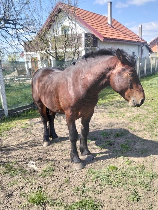 Mânji armăsari de 2 ani