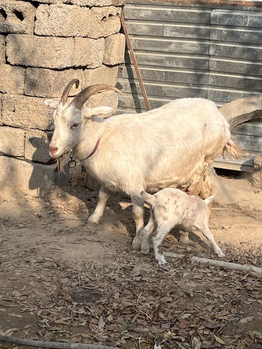 Орыс ешкі 2  баласымен