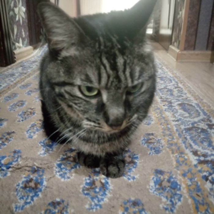 Кошка , отдаю в добрые руки