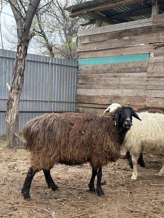 сойыска койлар сатылады