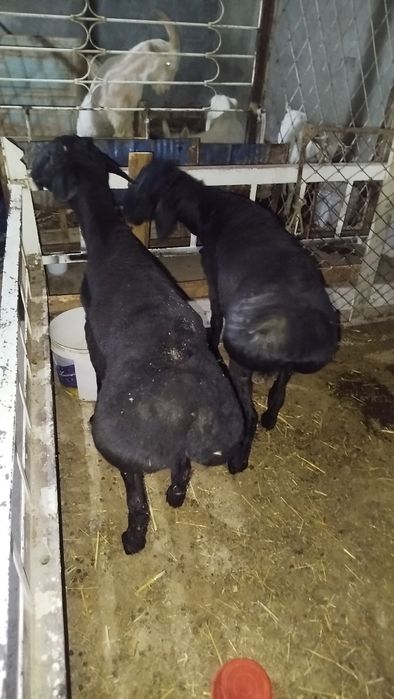 ikkta qoʻchqor sotiladi