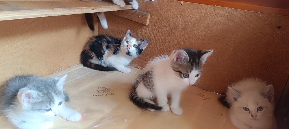 Котята ждут своих хозяев
