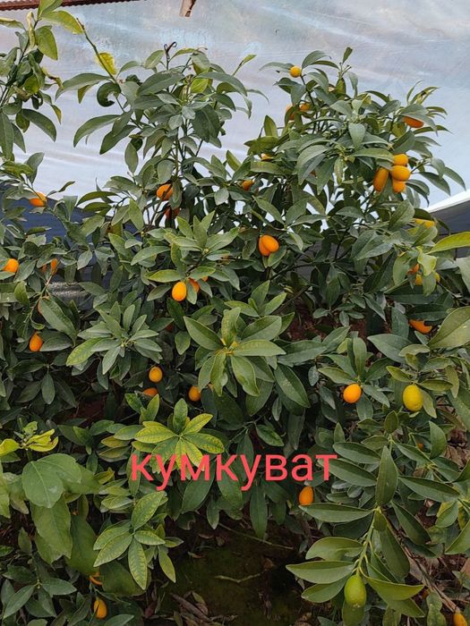 Pomello kumkuvat koʻchatlar