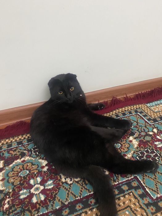 Scottish Fold qora erkak mushuk