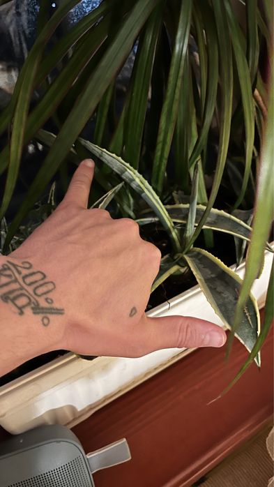 Растение Агаве ( Agave Americana )