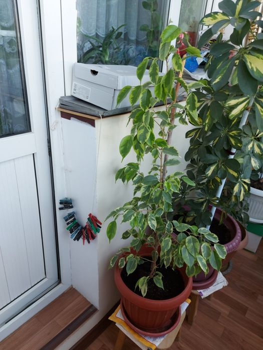 Бенджамин комнатные цветы