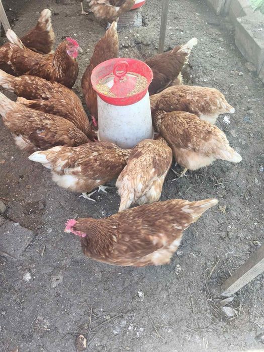 Продавам 20 бр. кокошки носачки на възраст 8-12 м.