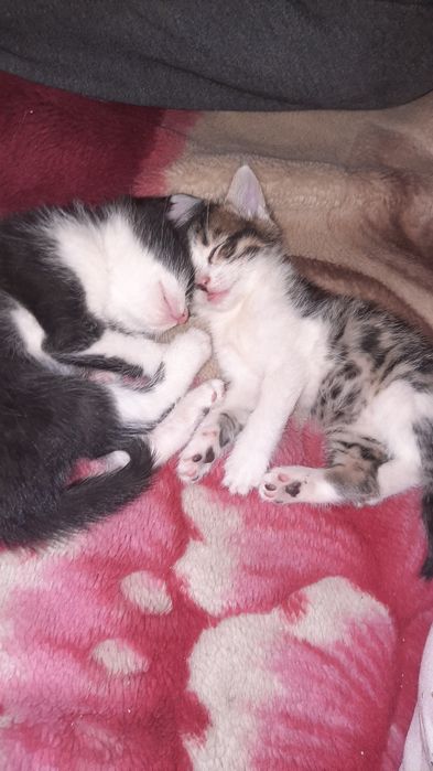 Shirin mushuk bolalari sotiladi