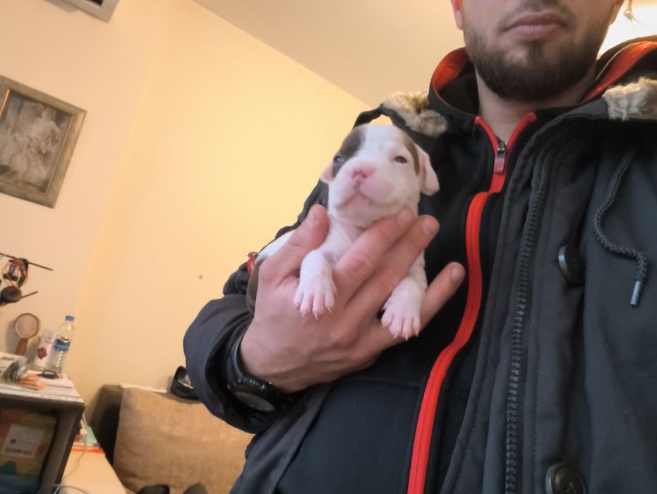 Питбулчета бебета