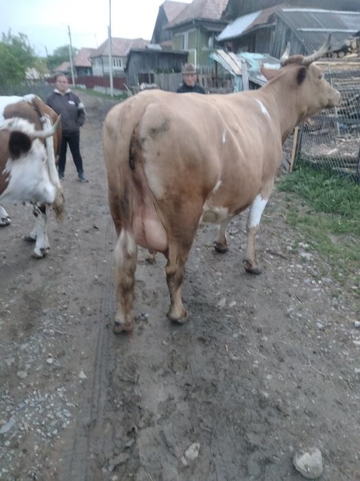 Vând vacă  fătată recent, fără vițel