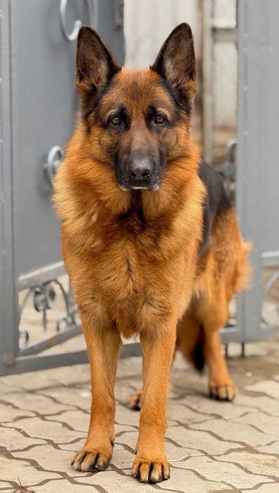 щенки немецкой овчарки