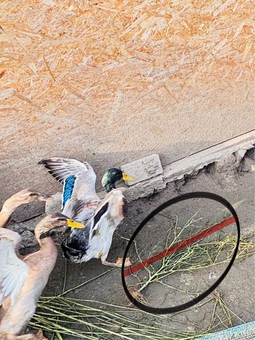 Vand rate alergatoare indiene asiatice pret redus