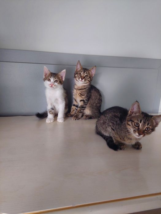 Котенок мальчик Ташкент