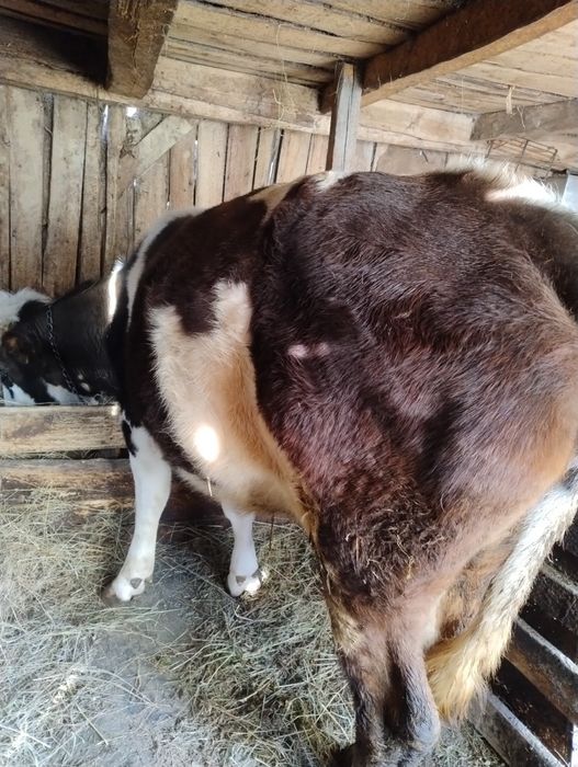 Vând vaca în vârstă de 5 anii ,are o fătare, gestanta în 2 luni