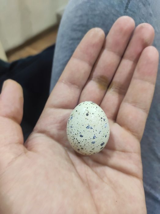 Бедона Тухум оптом