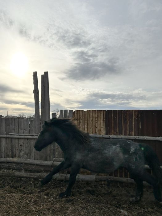 Дөнен сатылады айғырлыққа