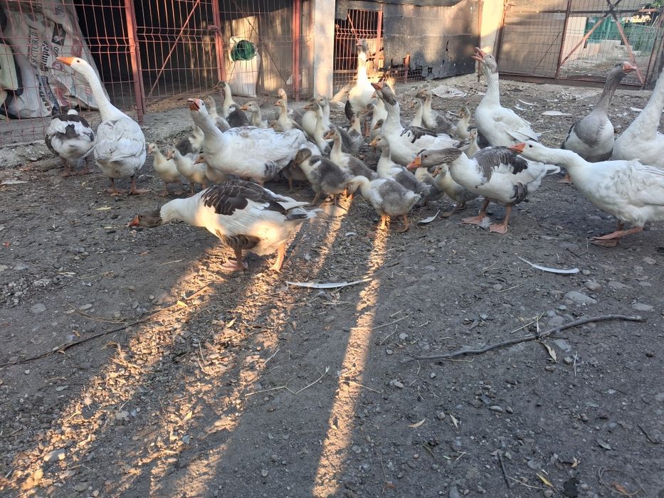 Vand boboci de gâscă