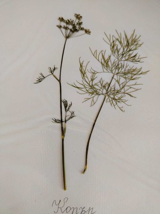 Ученически хербарии 3-7 клас, 17 стр. РЪЧНА декорация