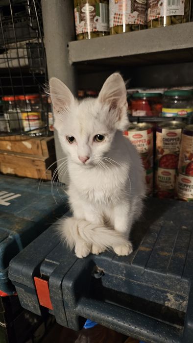 Котенца малки на 50 дни .