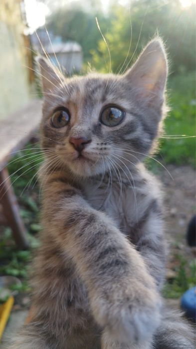 Отдам котят в добрые руки