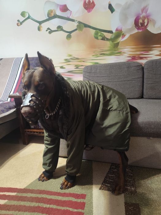 Шенки доберман чистокровные крупные