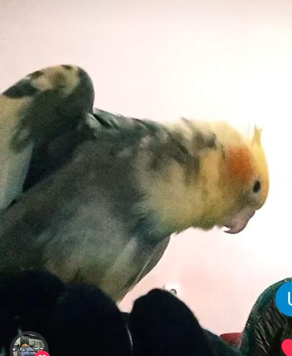 Карелла папугай самец