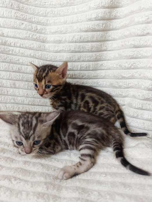 Продам бенгальских котят