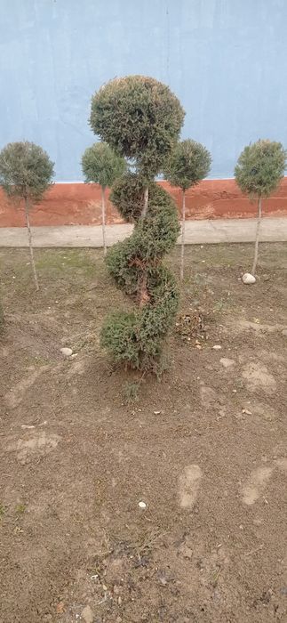 Lanshaft qilish ximati barcha koʼchatlar bor orzon. narhda va sifatlli