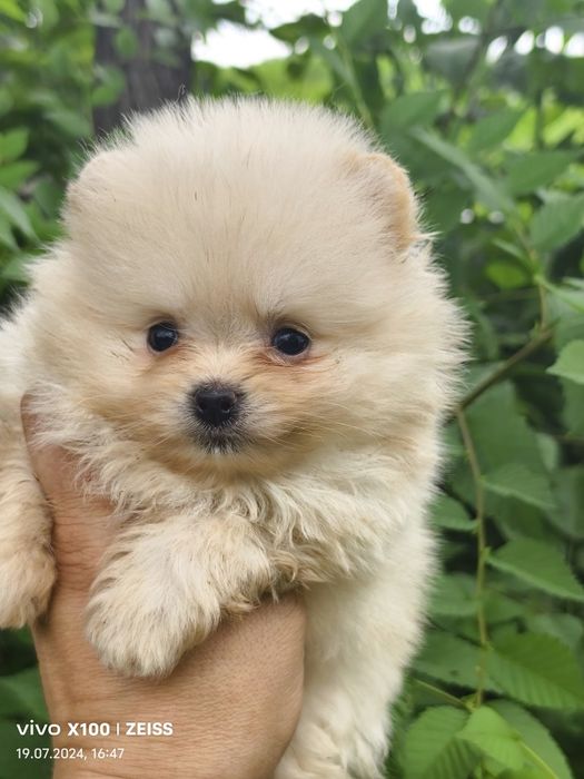 Продам щенков шпица.