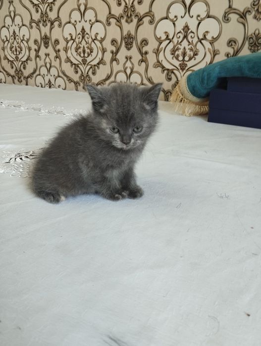 Mushuk bolachalari sotiladi