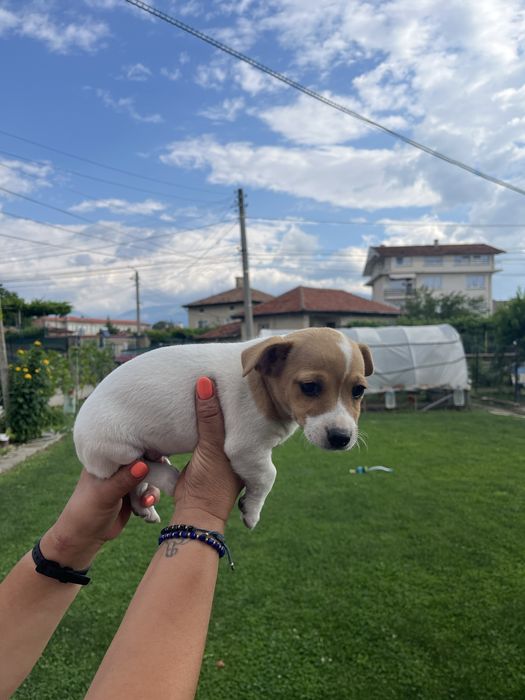 Кученце Джак Ръсел