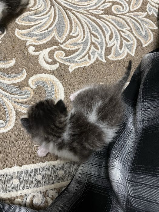 продам котёнка.