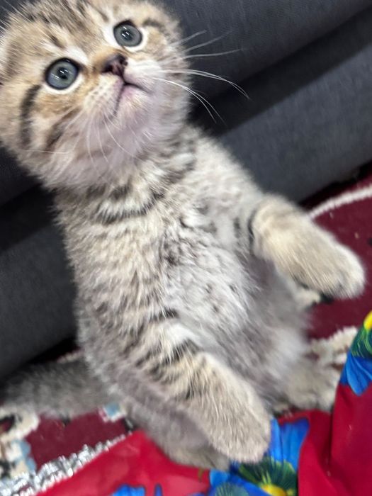 Продаётся котята  шиншиллы