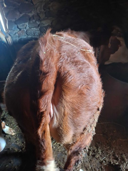 Vand junincă BR (pt sacrificat)