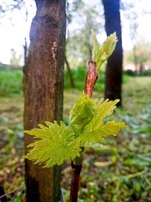 Lacrima vitei-de-vie / Seva vitei-de-vie