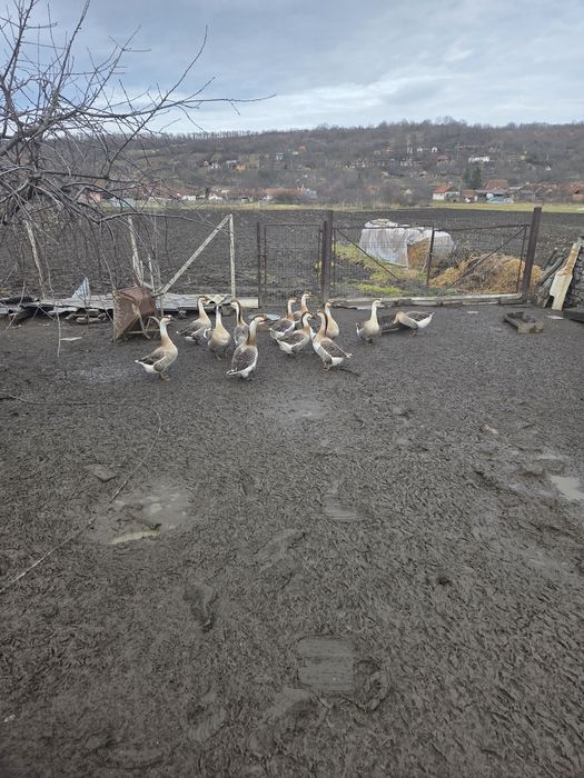 Vand gâște americane !