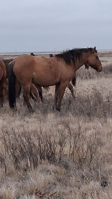 23 жылгы байтал сатылады срочна