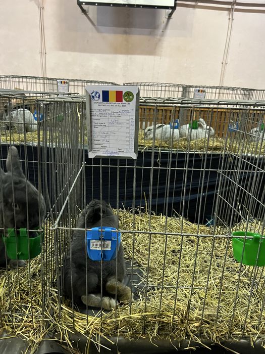 Iepuri vienez albastru