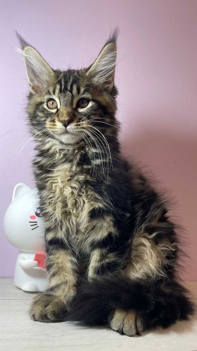 Мей кун с родословие