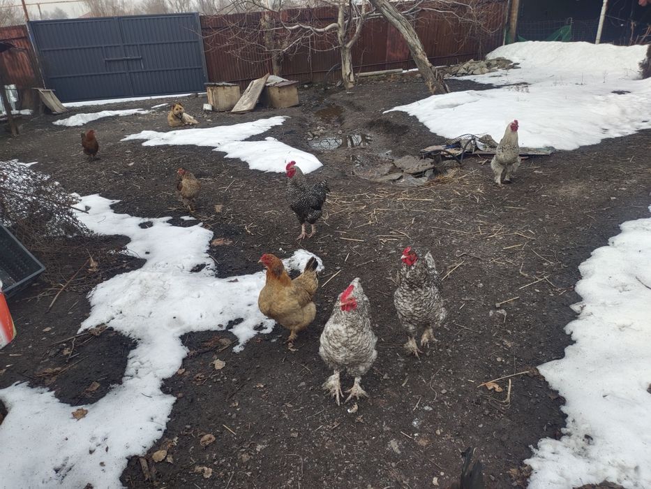 Куры петушки молодые