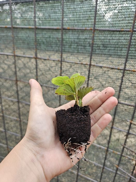 Vând stoloni căpșuni alveolă/turba