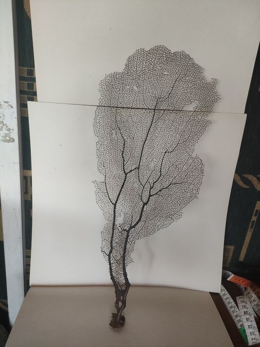 Горгониевый коралл, также известный как морской веер.