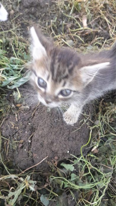 Отдам котят в добрые руки