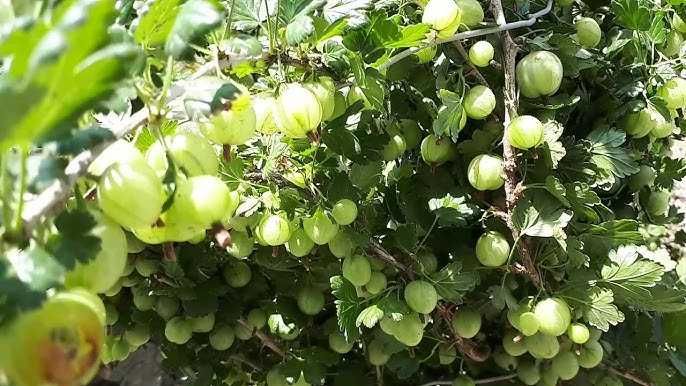 Aluni soiuri cu fructe mari se livreaza si en gros in toata tara