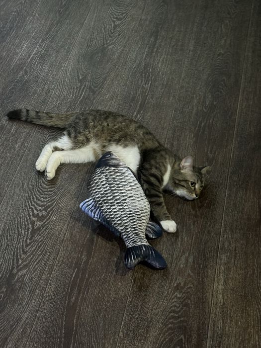 Котик,1 год,отдам в добрые руки