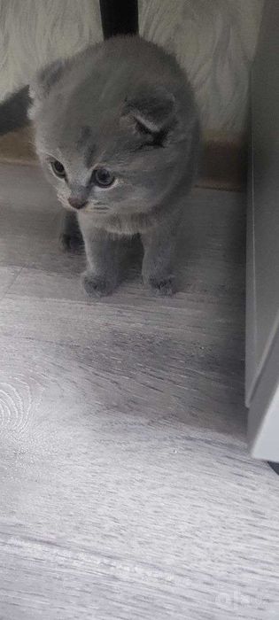 Котята мальчишки Scottish fold & Straight
