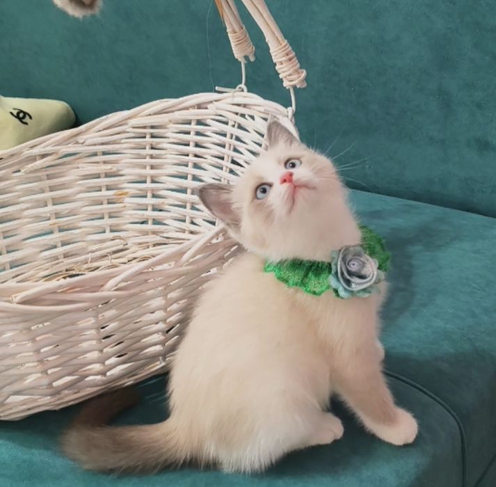 Котенок породистый