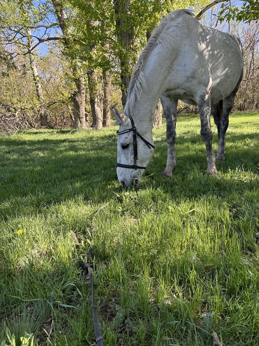 Продам Орвску  кобылу жерёбую
