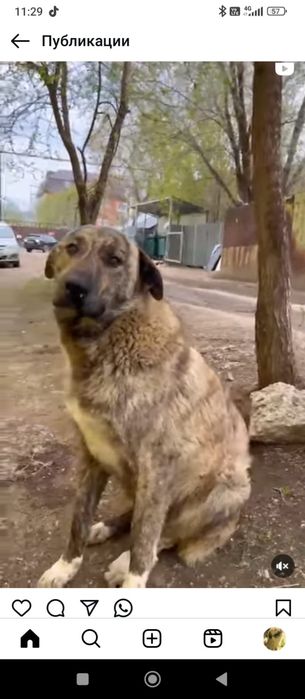 Пропала собака, кто увидит пожалуйста напишите.