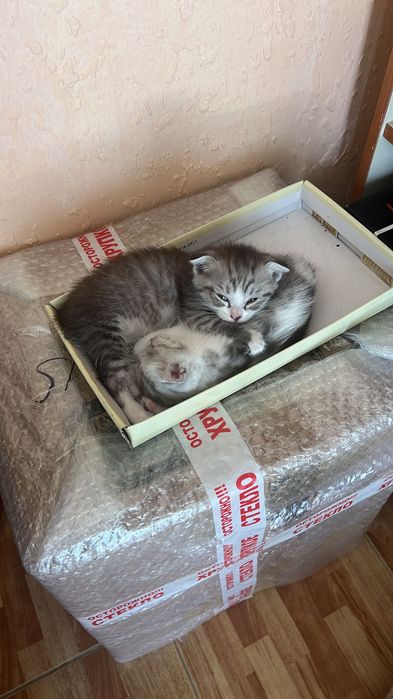 Котята вислоухие